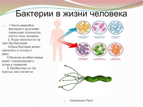 Современное значение бактерий