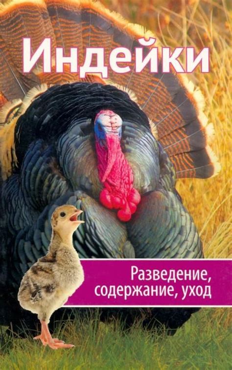 Содержание сна с участием индейки: альтернативные значения