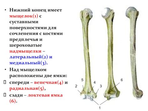 Соединение с суставными поверхностями