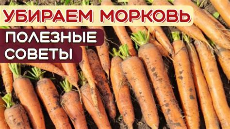 Созревание моркови и признаки готовности