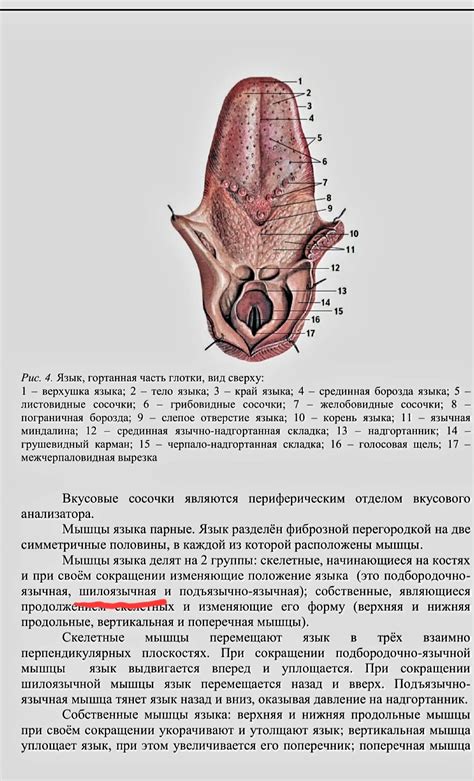 Сонная мудрость: каким образом трезвые умы понимают свои ночные видения?