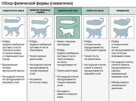 Сон и рост котенка