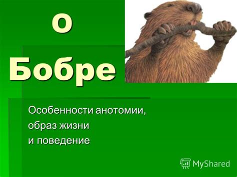 Сон о бобре как символ равновесия и упорядоченности