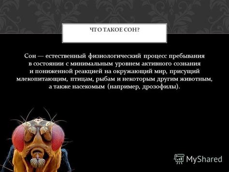 Сон о вездеходе с насекомым: указание на необходимость принять вызовы и исследовать непознанное