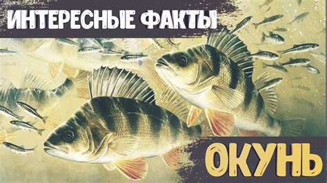 Сон о великом окуне: открытие пути к приключениям и достижениям для представителей мужского пола