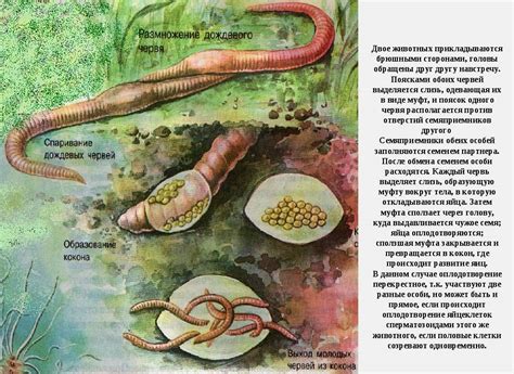 Сон о сборе червей дождевых как знак перемены в жизни