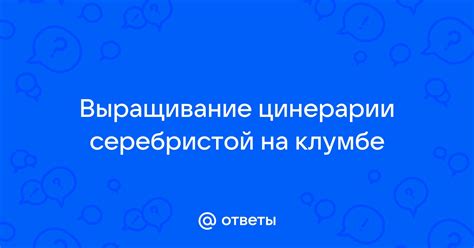 Соседи для цинерарии серебристой на клумбе