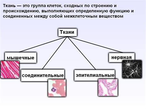 Состав и происхождение тканей