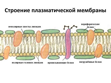 Состав плазматической мембраны