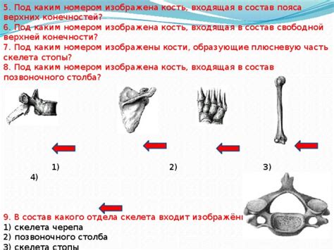 Состав пояса нижних конечностей ОГЭ