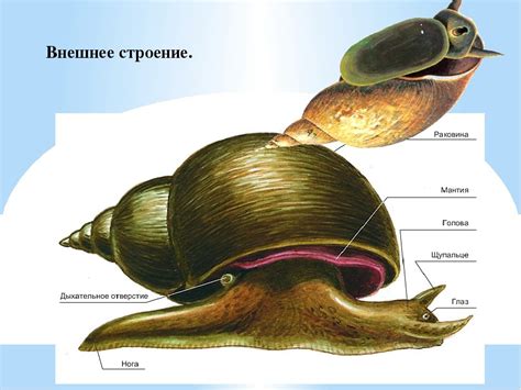 Состав рациона улитки прудовика