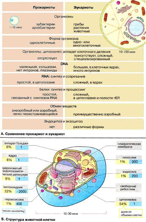 Сохранение структуры и функции