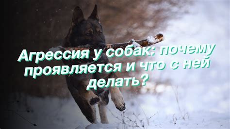 Социокультурные аспекты снов о агрессии собак в отношении мужчин