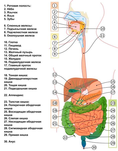 Специфика пищеварения и усвоения пищи у пресмыкающихся