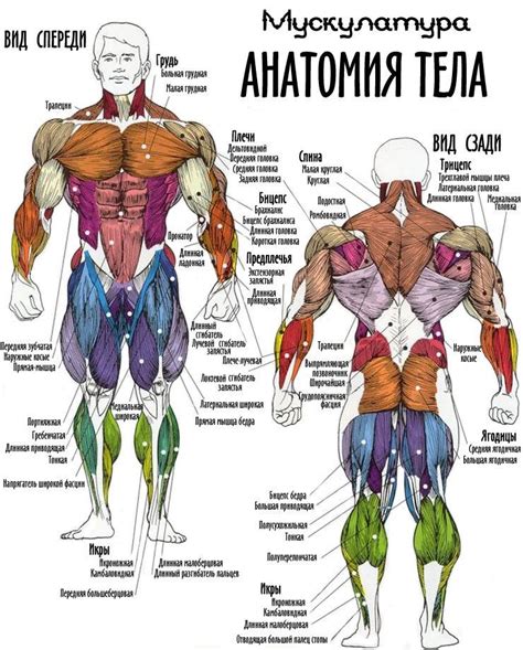 Спортивная активность и мышцы