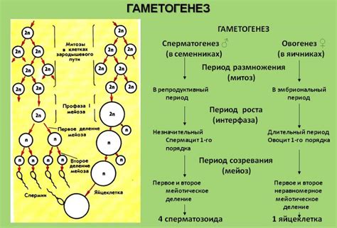 Способы оплодотворения гамет