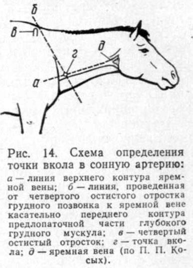 Способы определения количества шкур на лошади