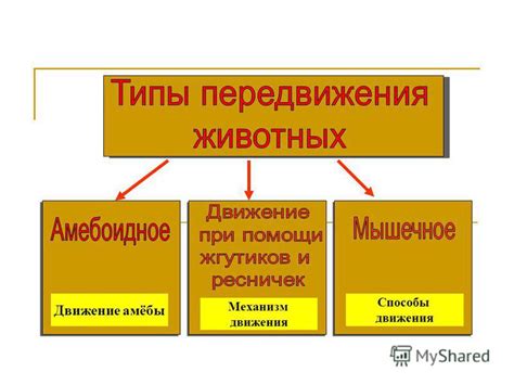 Способы передвижения простейших