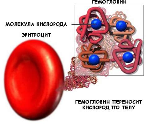 Способы повышения уровня гемоглобина у мужчин