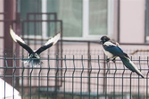 Способы прогнозирования будущего по стуку птицы в окно