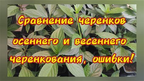 Сравнение осеннего и весеннего копания