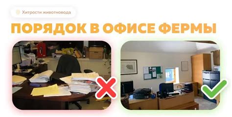 Срные заботы: поддержание порядка в середине недели