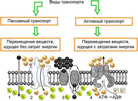 Стержни обеспечивают поддержку и транспорт веществ