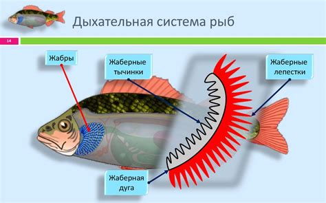 Странное дыхание рыбы: