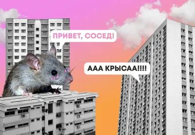 Страх и тревога: анализ всех нюансов снов, где крыса наносит укусы