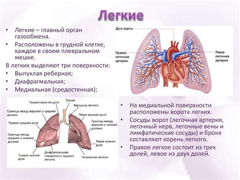 Строение и функции легких