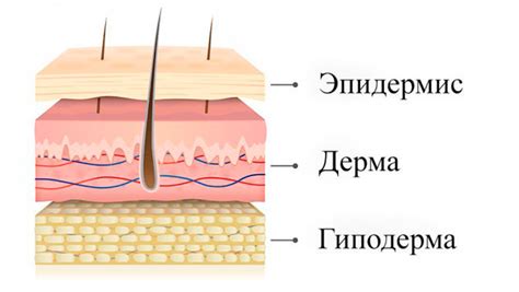 Строение кожи на пальцах