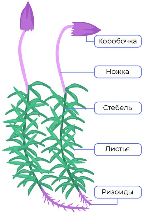 Строение мхов