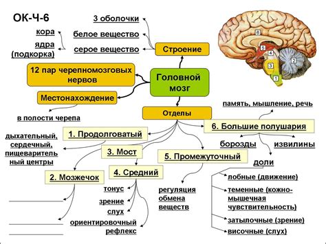 Строение нервов и их функции