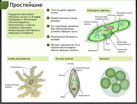 Строение простейших организмов