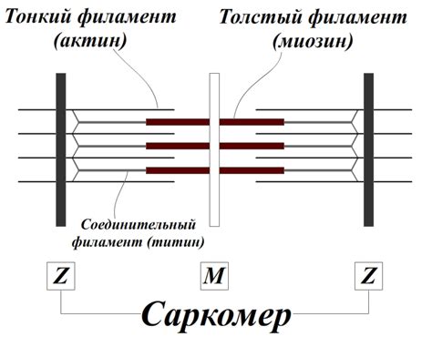 Строение саркомера