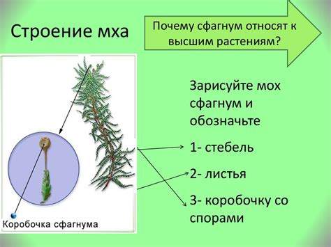 Строение таллома мхов