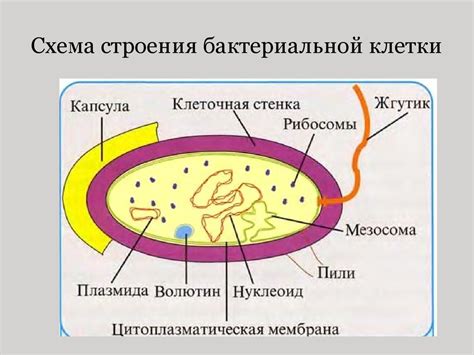 Структура бактериальной клетки: все составляющие и их функции