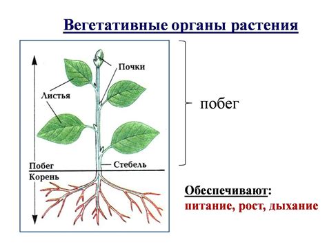 Структура вегетативных органов