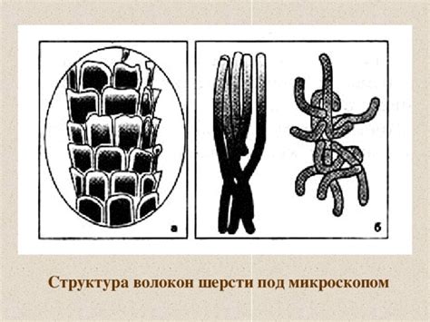 Структура волокон шерсти