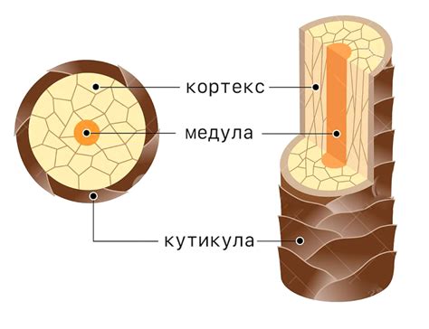 Структура волоса и ее влияние