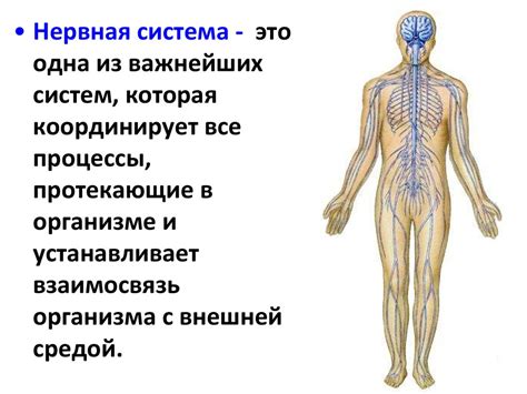 Структура диффузной нервной системы