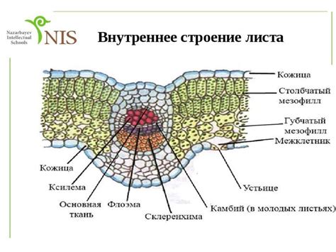 Структура и состав листьев кожицы яблока