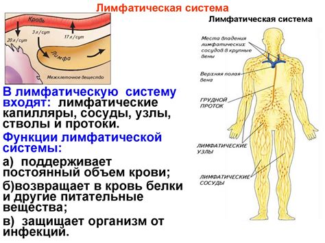 Структура и функции лимфатической системы