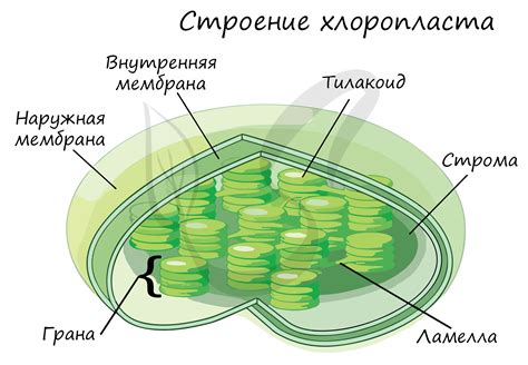 Структура и функции хлоропластов