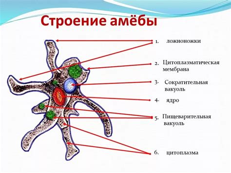 Структура клетки амебы