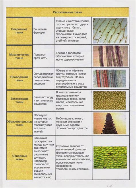 Структура клеток растений: основные вещества, образующие все ткани