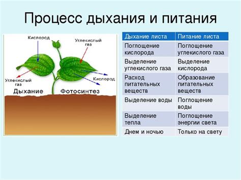 Структура листьев и их роль в процессе дыхания