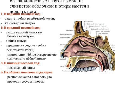 Структура мерцающего эпителия носа