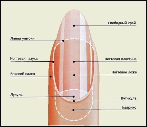 Структура ногтя и здоровье кишечника: что можно узнать