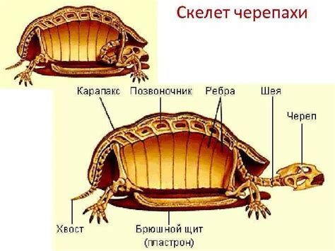 Структура панциря красноухой черепахи